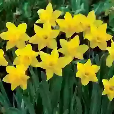 Little Gem